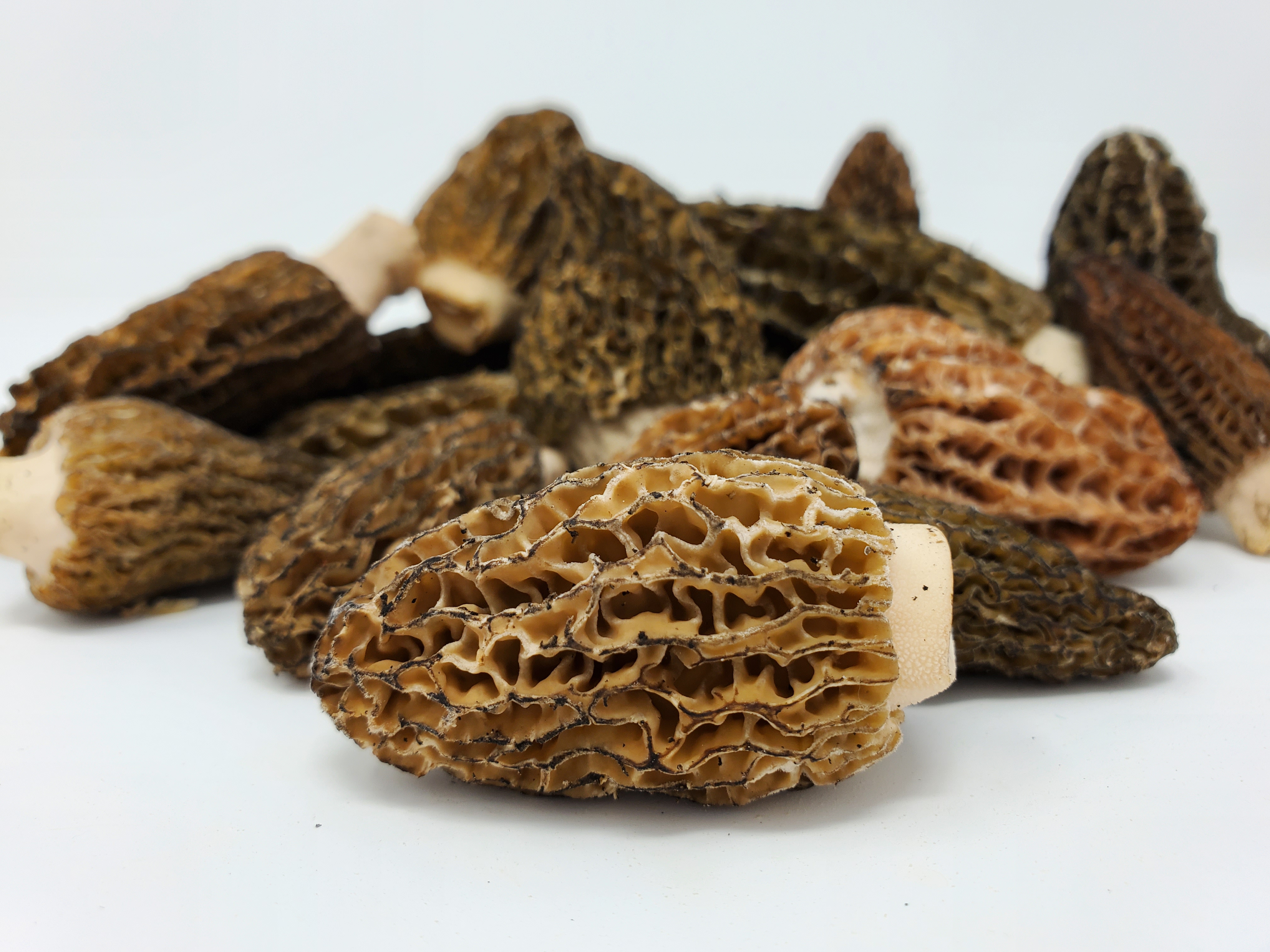 Wild Morel Mushrooms / lb